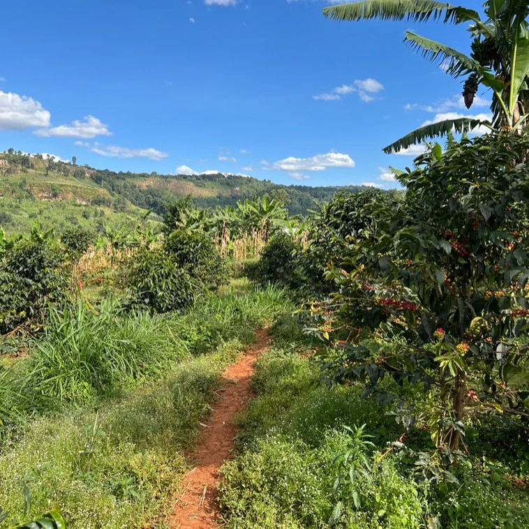 Kabeywa - Image 2