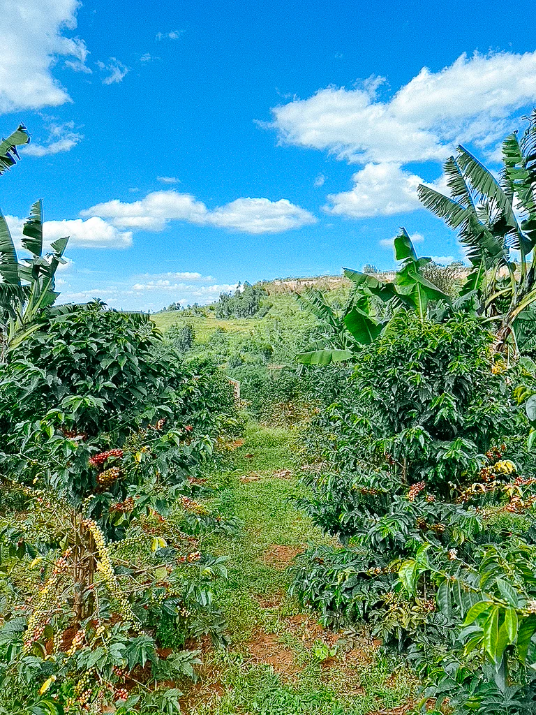 Sipi - Natural Sundried - Image 3